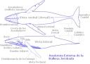 Ballenas jorobadas en Salinas Ecuador - Anatomia